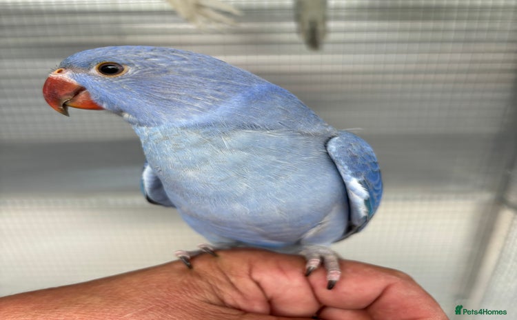 Ringnecks birds - Advert 1