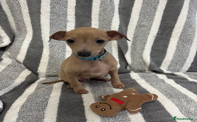 Italian Greyhound dogs Beautiful Italian Greyhound puppies - Advert 1