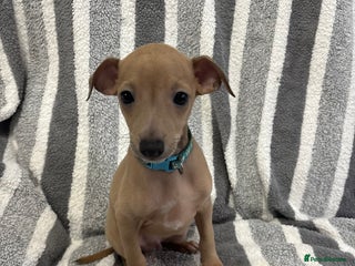 Italian Greyhound dogs Beautiful Italian Greyhound puppies - Advert 2