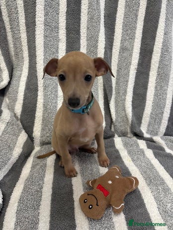 Italian Greyhound dogs Beautiful Italian Greyhound puppies - Advert 1