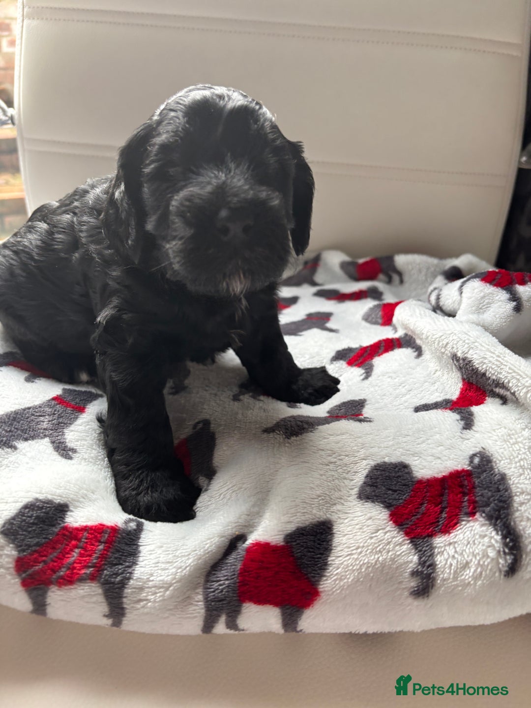 Cockapoo dogs for sale: Adorable F2 Cockapoo Puppies - First Litter  - Advert 16