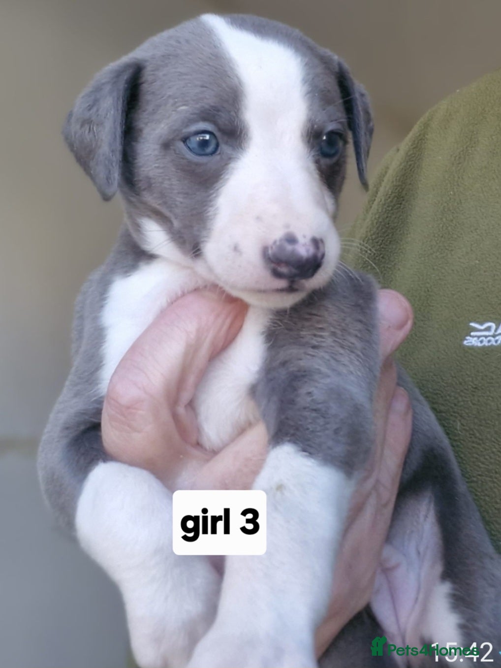 Whippet dogs Pedigree Whippet Blue GIRL Puppy - Advert 5