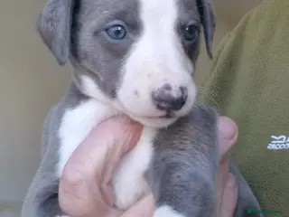 Whippet dogs Pedigree Whippet Blue GIRL Puppy - Advert 5