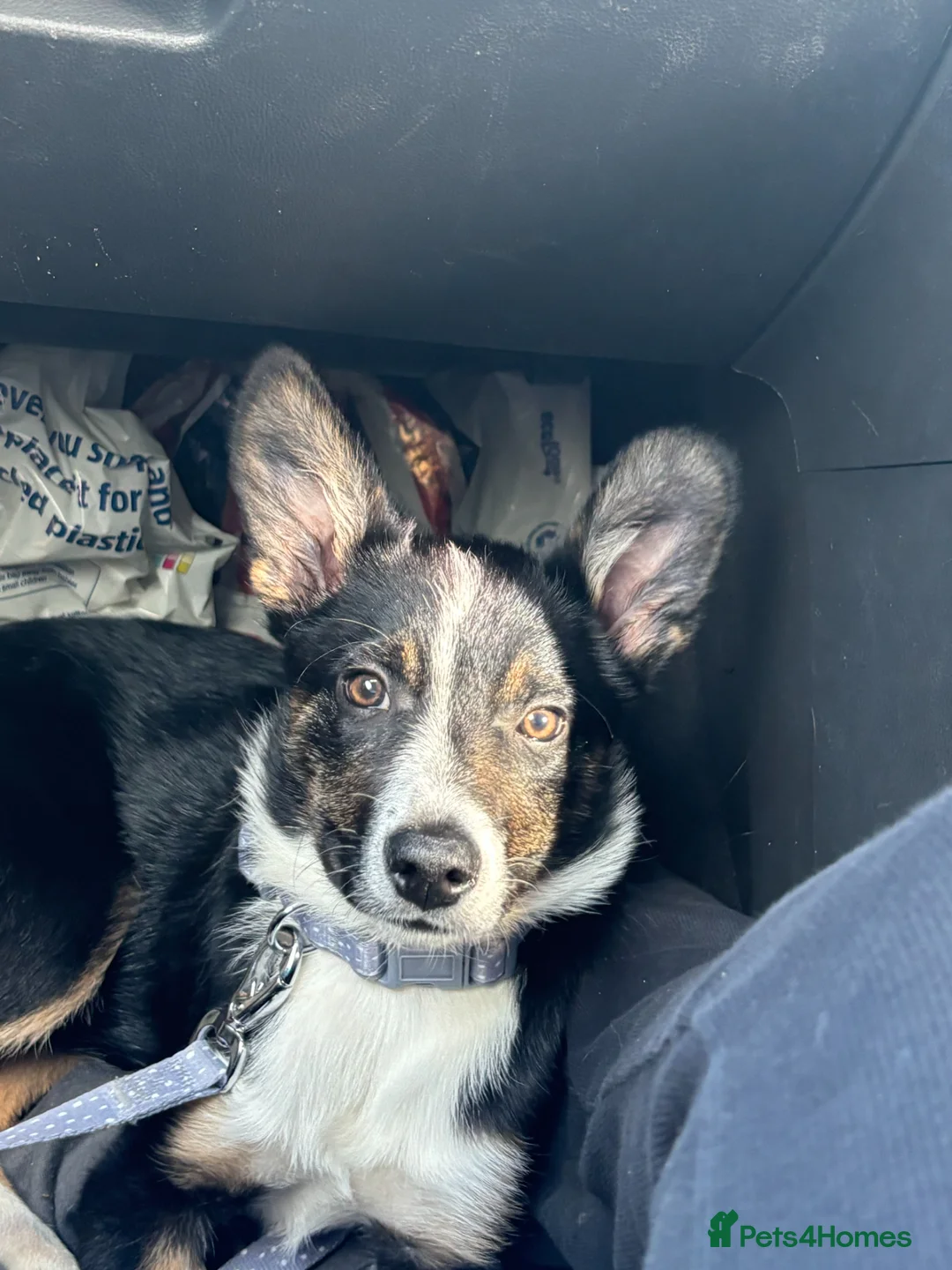 Border Collie dogs for sale: 4month old boarder collie - Advert 2