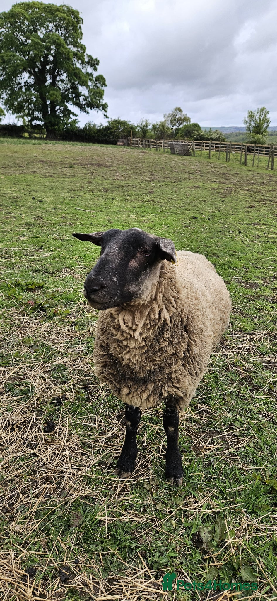 Sheep livestock Pet Suffolk Wether - Advert 2