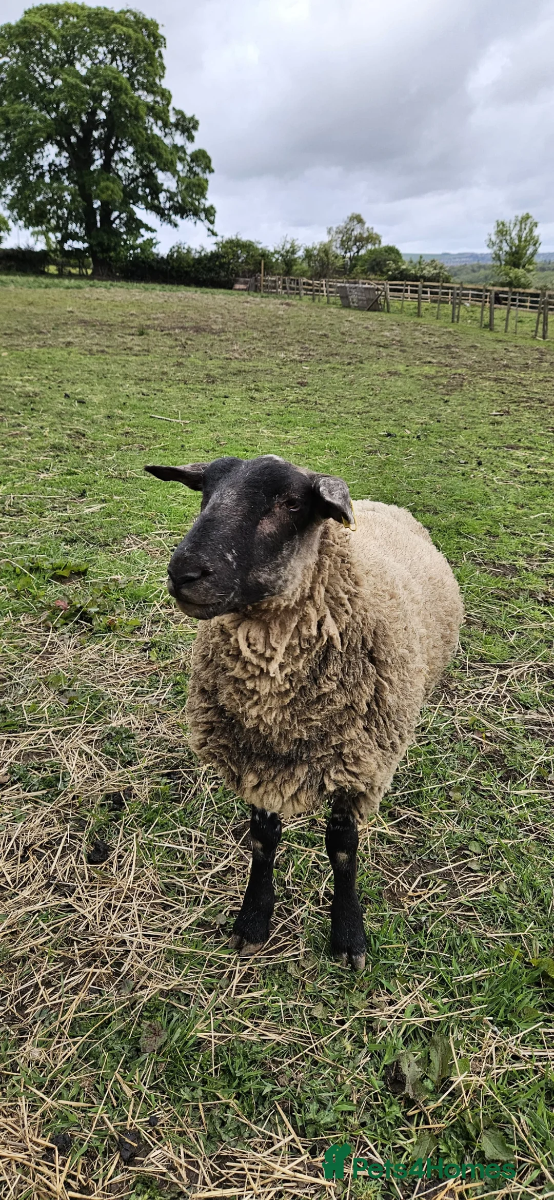 Sheep livestock for sale: Pet Suffolk Wether - Advert 1