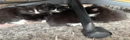 Mixed Breed cats for sale: 6 playful kittens looking for their forever homes - Advert 18