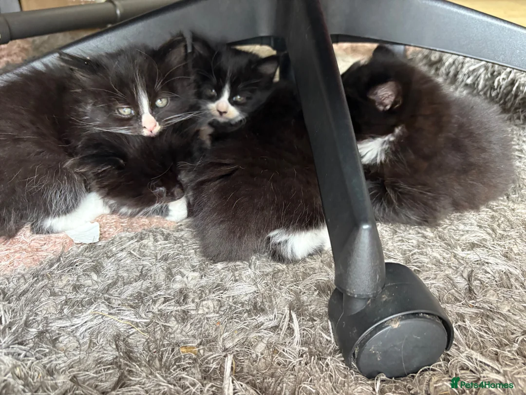Mixed Breed cats for sale: 6 playful kittens looking for their forever homes - Advert 18