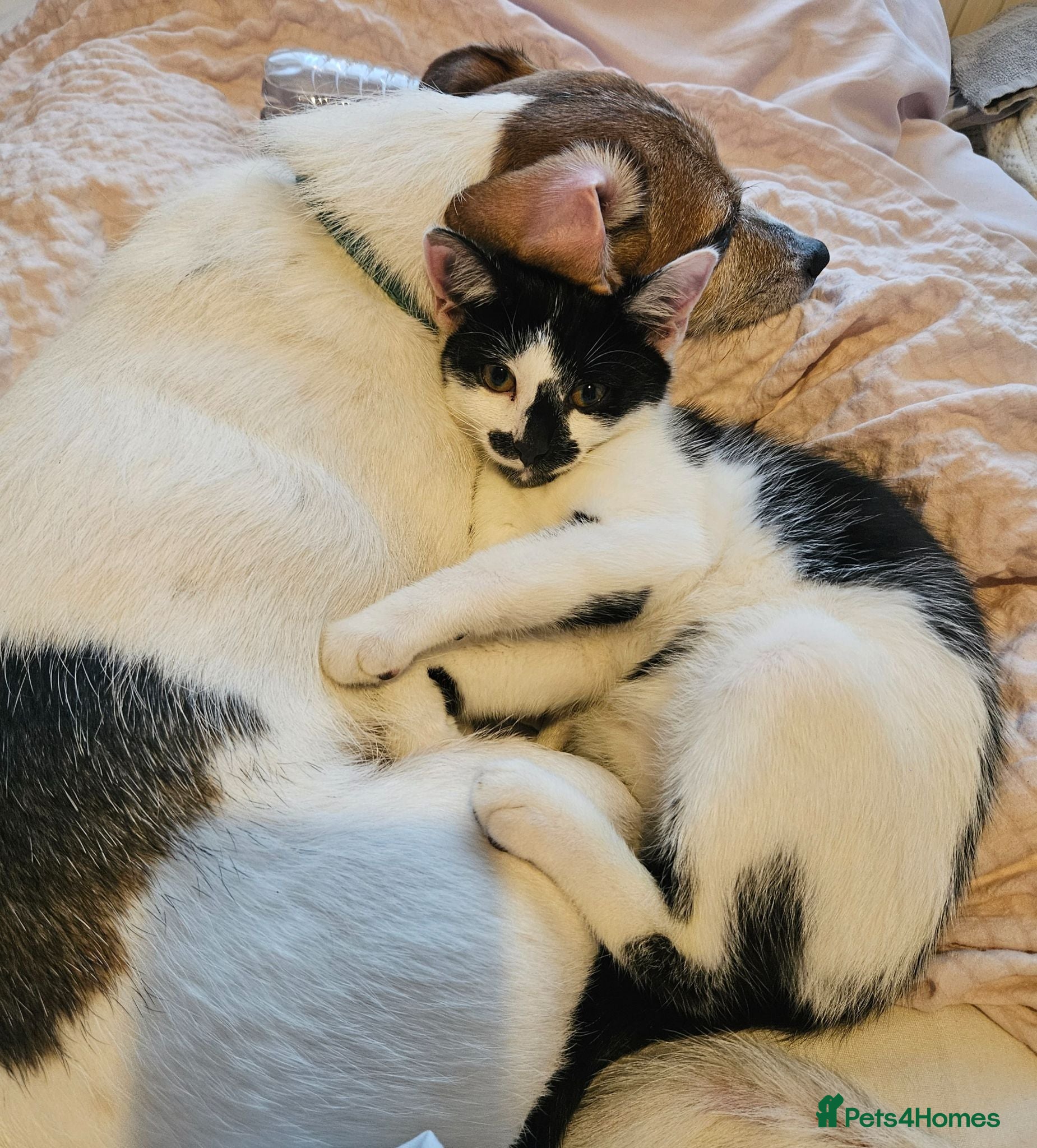 Mixed Breed cats for sale: Forever home needed 😍 - Advert 1