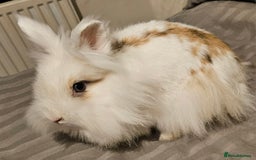 Lionhead rabbits for sale: 💫💫💫 Lionhead rabbits 💫💫💫 - Image 3