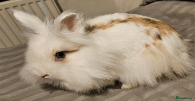 Lionhead rabbits - Advert 13