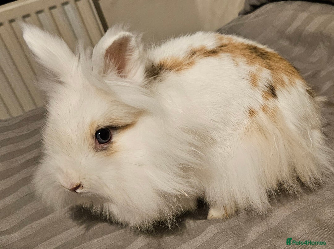 Lionhead rabbits for sale: 💫💫💫 Lionhead rabbits 💫💫💫 - Image 3
