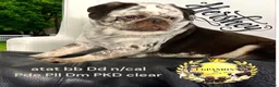 Pug dogs for sale: Kc lilac and chocolate pugs 5 star licensed  - Advert 36