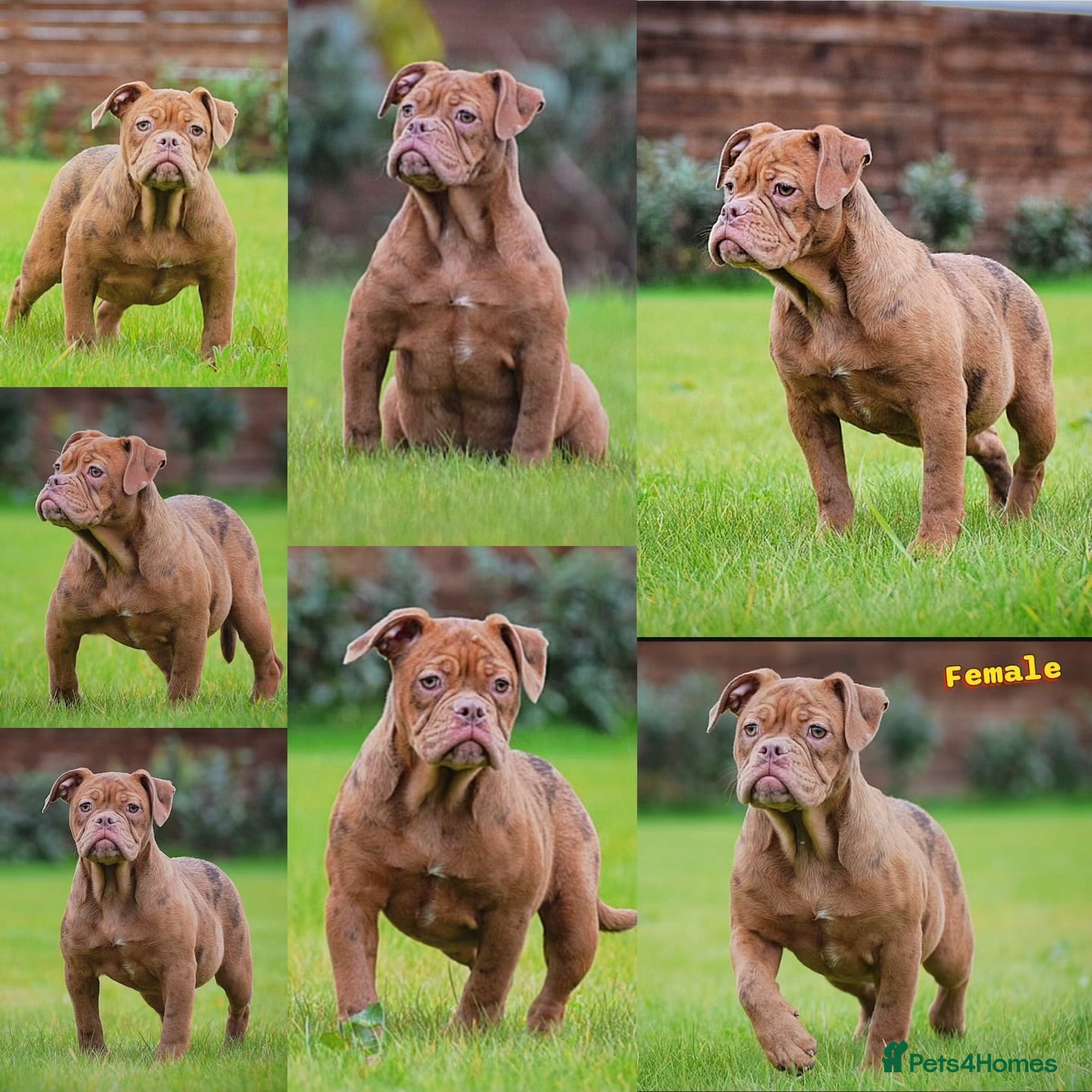 Old Tyme Bulldog dogs 23 years 5⭐️Rated Licensed professionals  - Advert 4