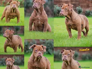 Old Tyme Bulldog dogs 23 years 5⭐️Rated Licensed professionals - Advert 4