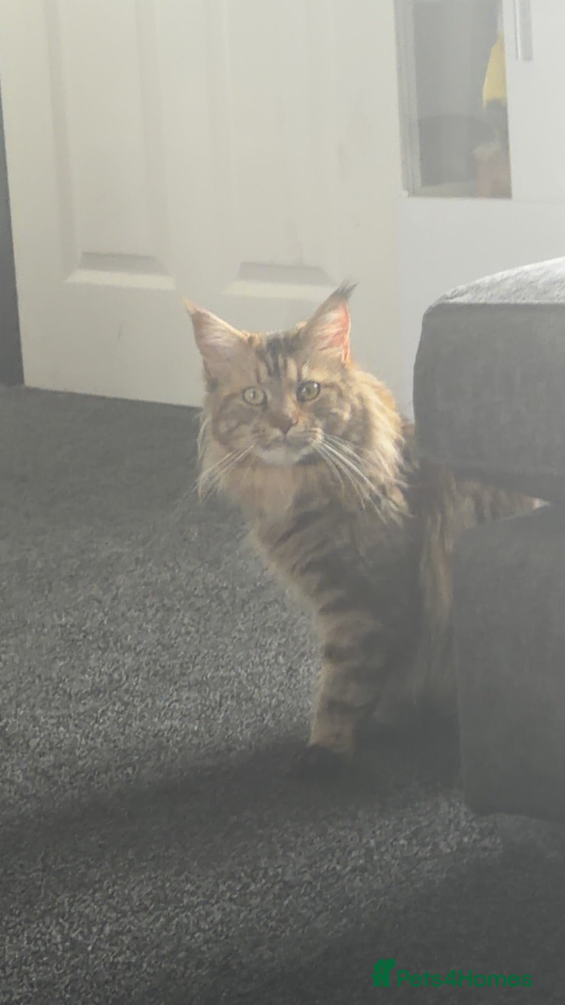 Maine Coon cats Stunning female Mainecoon  - Advert 1