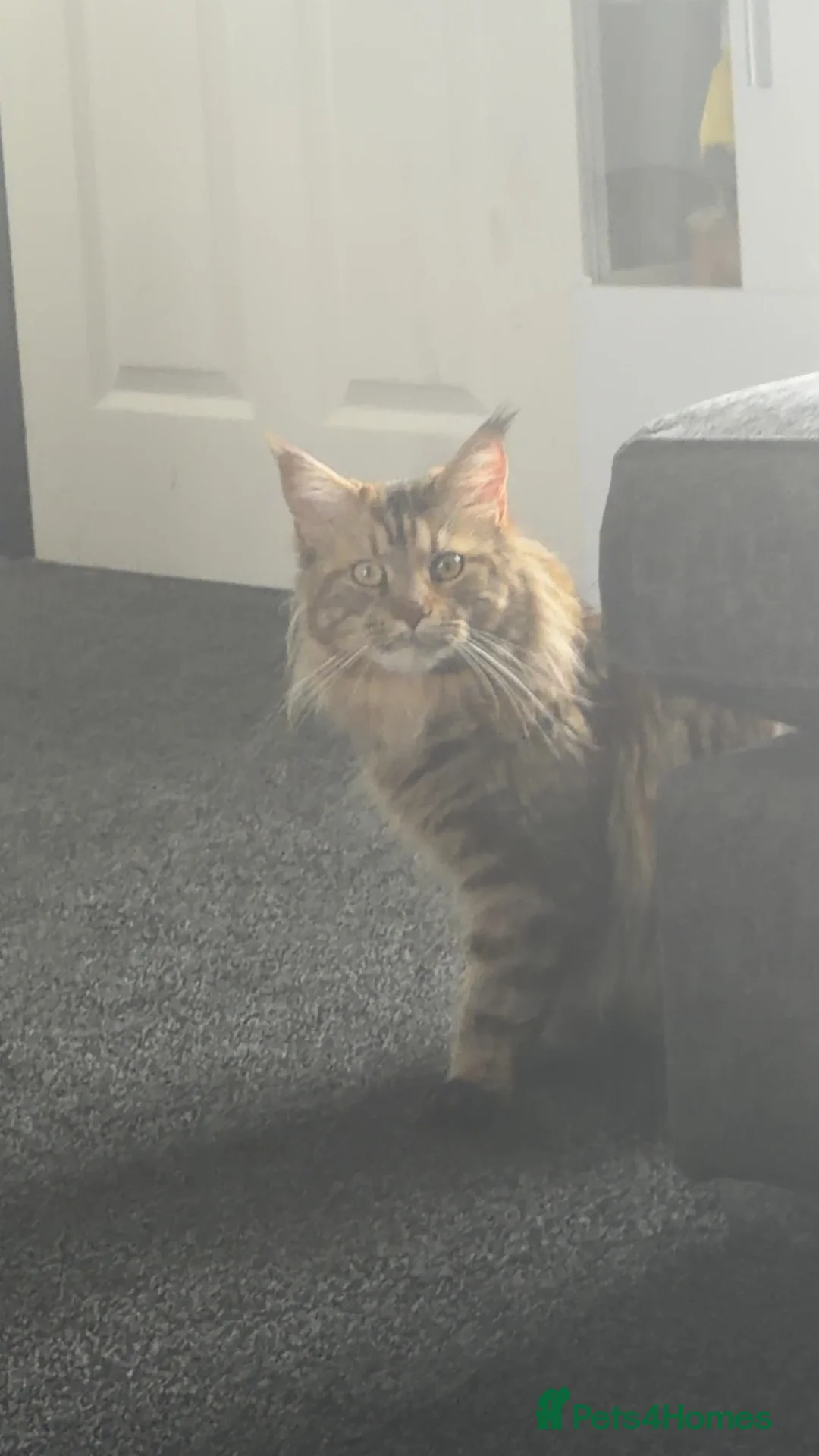 Maine Coon cats for sale: Stunning female Mainecoon  - Advert 1