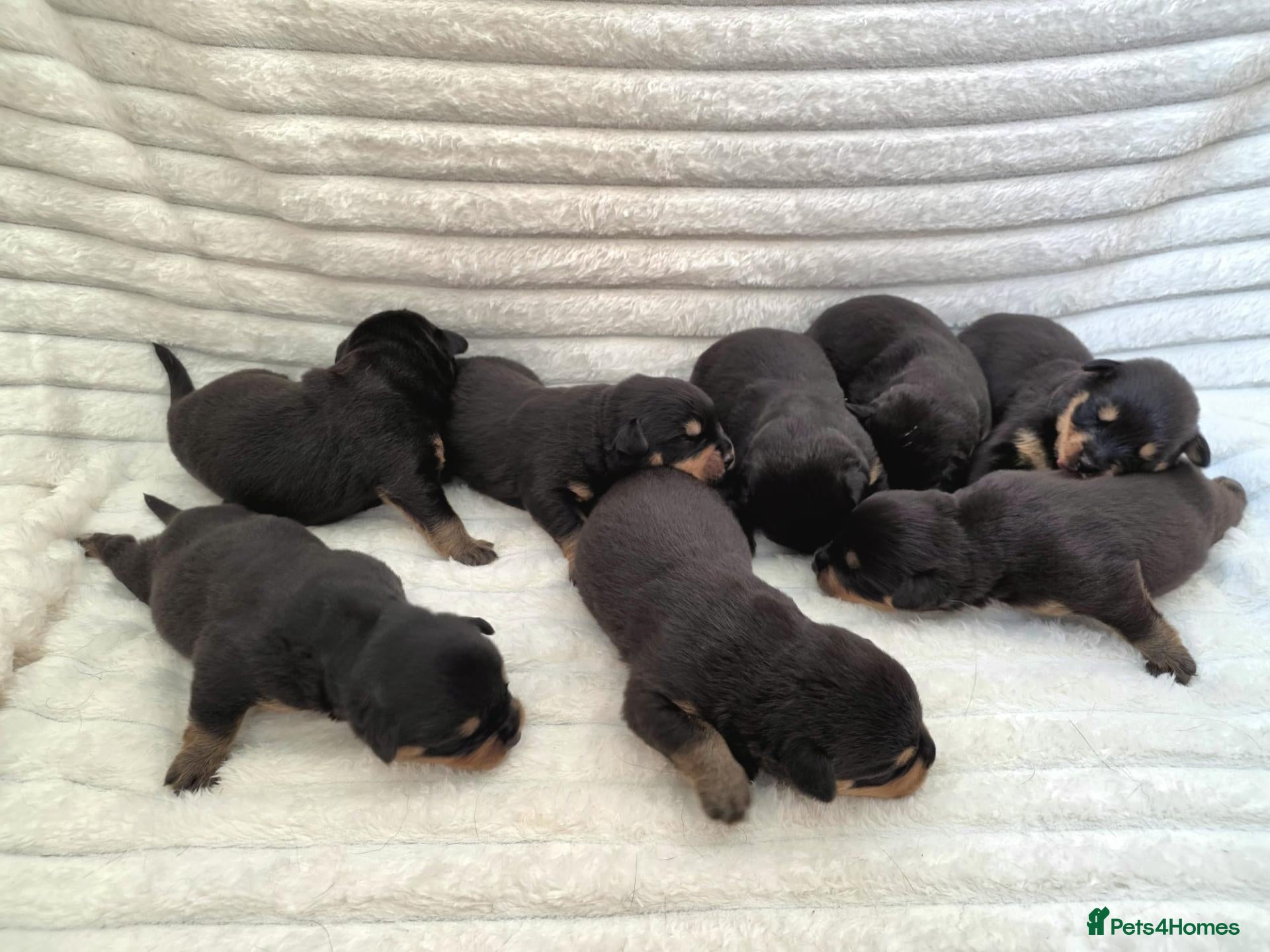 Rottweiler dogs Healthy & Chunky Family Raised Rottweiler Puppies - Advert 2