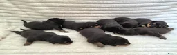 Rottweiler dogs for sale: Healthy & Chunky Family Raised Rottweiler Puppies - Advert 2