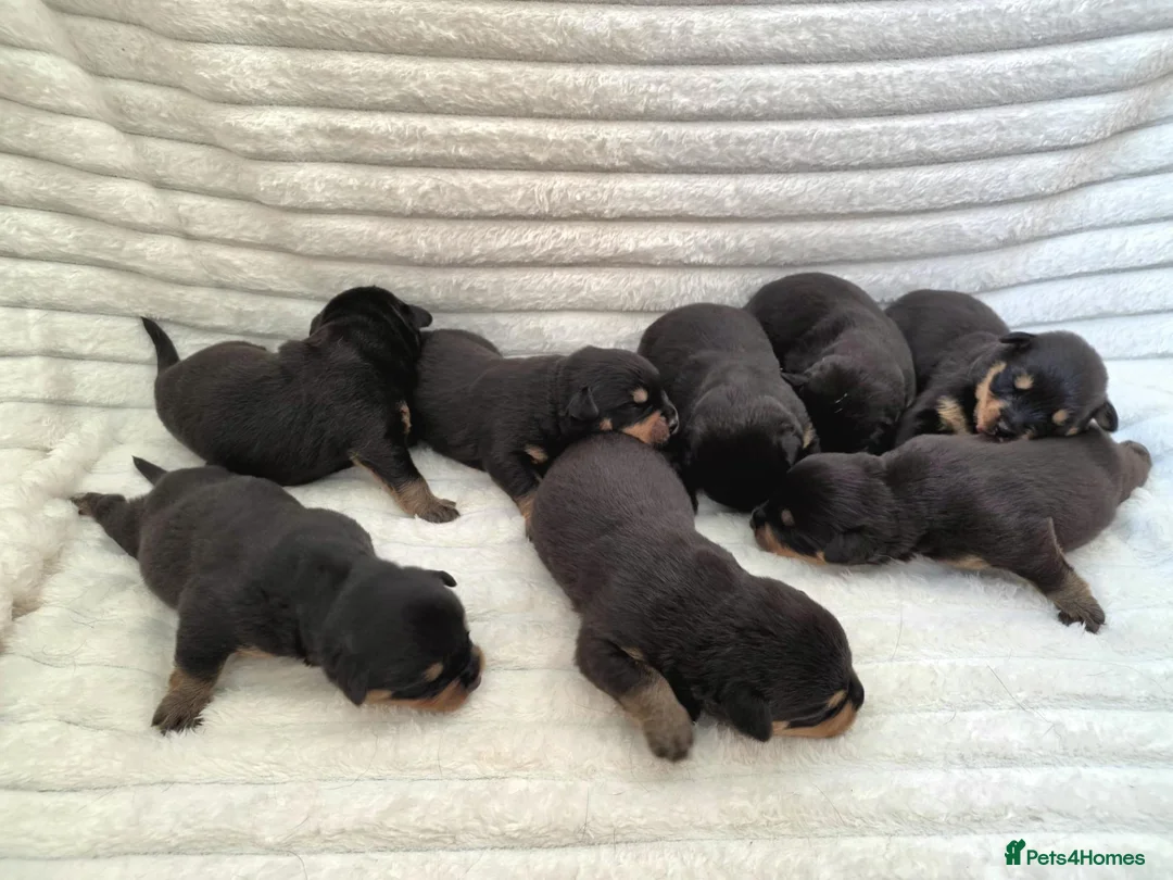 Rottweiler dogs for sale: Healthy & Chunky Family Raised Rottweiler Puppies - Advert 2