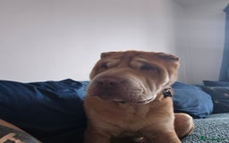Shar Pei dogs for sale: Beautiful shar pei boy - Image 2