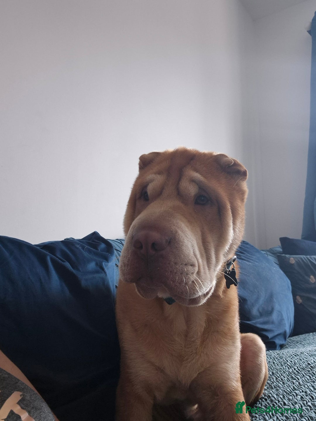Shar Pei dogs for sale: Beautiful shar pei boy - Image 2