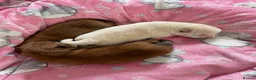 Japanese Shiba Inu dogs for sale: KC registered Japanese Shiba Inu puppies - Advert 10