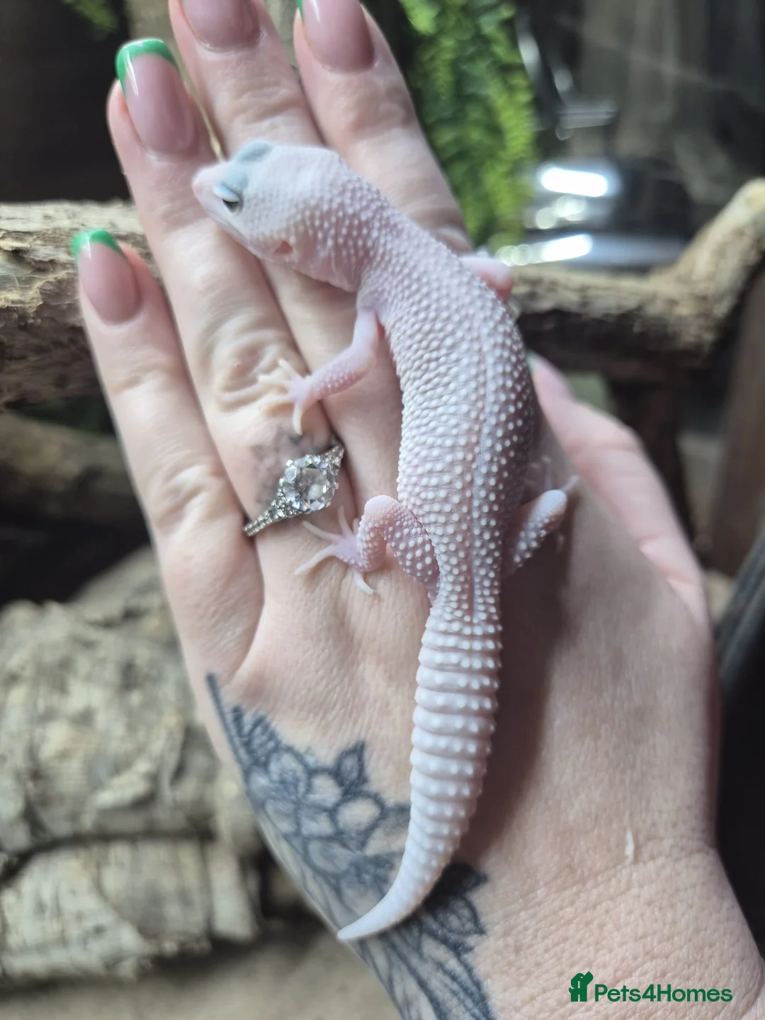 Gecko reptiles for sale: crested geckos, leopard geckos - Advert 16