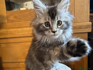 Maine Coon cats Stunning Maine Coon polydactyl girl left - Advert 9