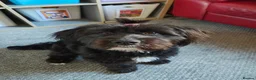 Mixed Breed dogs for sale: Labrador x Shih tzu for rehoming  - Advert 1