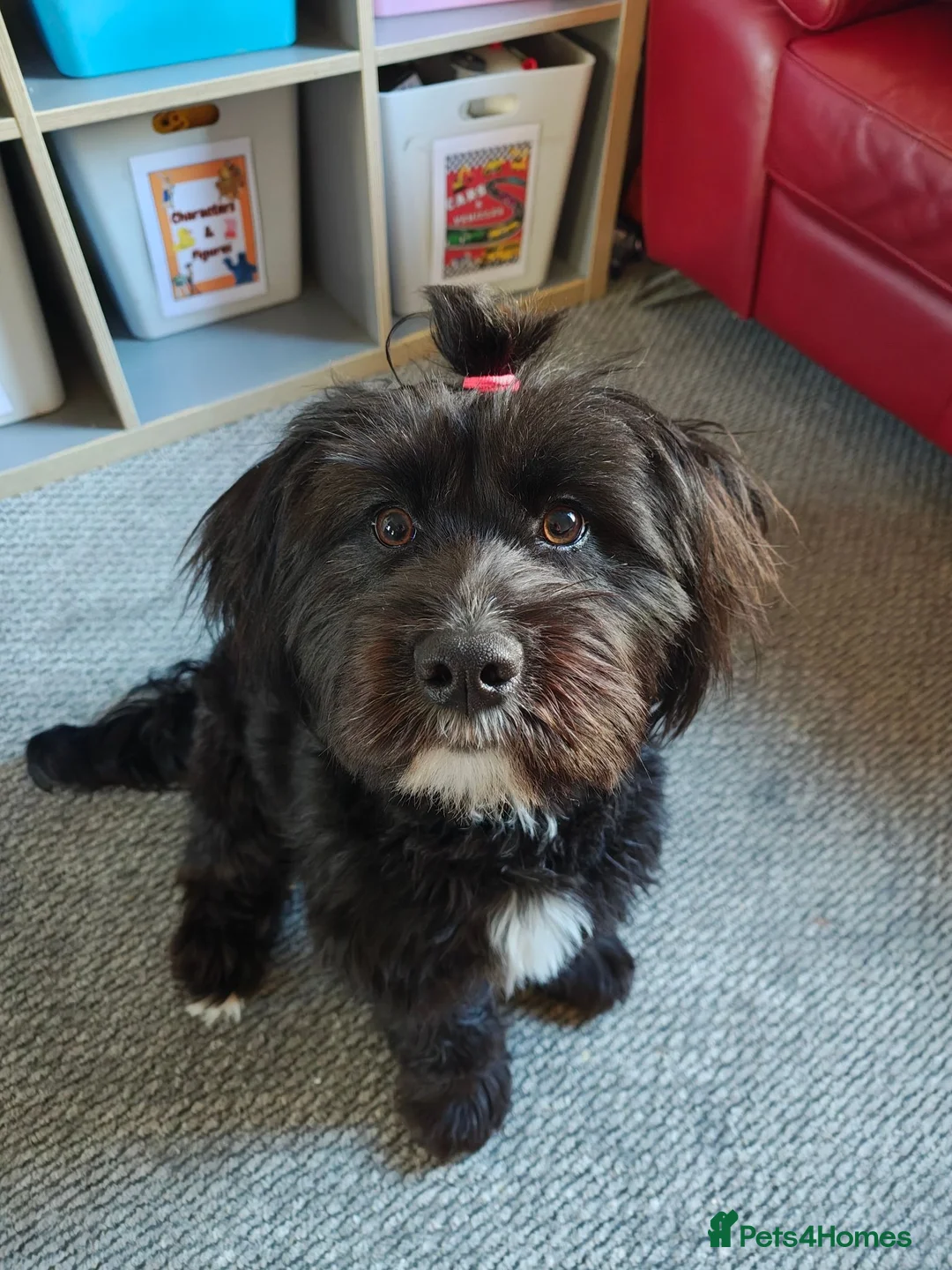 Mixed Breed dogs for sale: Labrador x Shih tzu for rehoming  - Advert 1