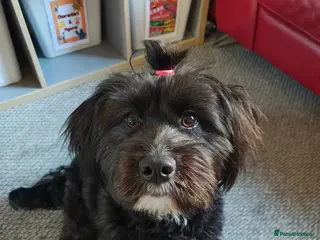 Mixed Breed dogs Labrador x Shih tzu for rehoming - Advert 2