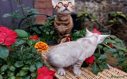 Bengal cats for sale: Stunning pure Bengal Kittens - Image 2