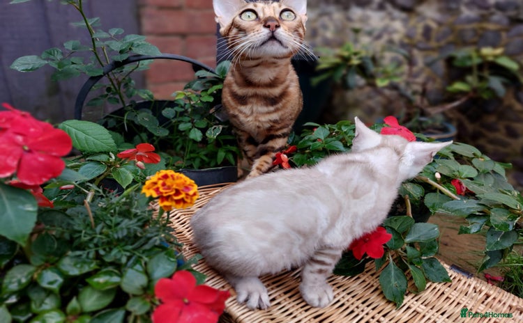 Bengal cats - Advert 15