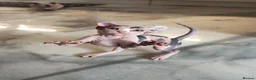 Sphynx cats for sale: Sphynx elf kittens for sale. Rare Calico girls.  - Advert 7