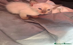 Siamese cats for sale: Traditional Siameses Only 2 available to reserve - Image 7