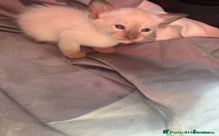 Siamese cats - Advert 1