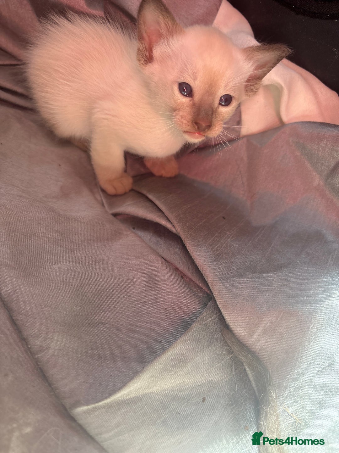 Siamese cats for sale: Traditional Siameses Only 2 available to reserve - Image 7