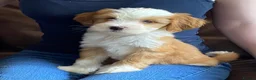 Tibetan Terrier dogs for sale: Beautiful Kc Registered Tibetan Terrier Puppies - Advert 33
