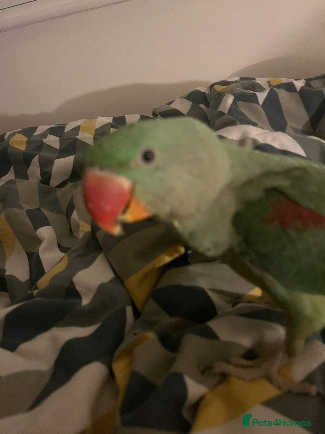 Parrots birds for sale: Rio the Alexandrine parrot  - Advert 8