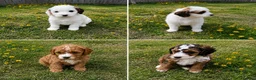 Cockapoo dogs for sale: Cockerpoo puppies for sale - Advert 6