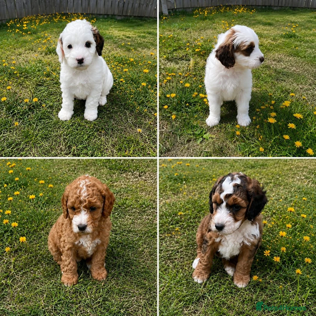Cockapoo dogs for sale: Cockerpoo puppies for sale - Advert 6