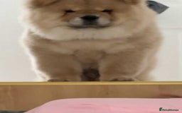 Chow Chow dogs for sale: Stunning fawn male chow chow - Image 6