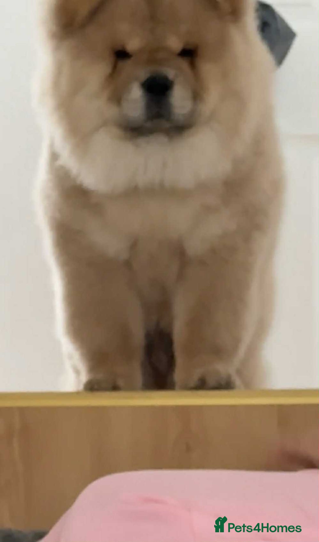 Chow Chow dogs for sale: Stunning fawn male chow chow - Image 6