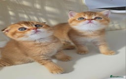 Scottish Fold cats for sale: EXCLUSIVE Golden-cinnamon Show quality. Best in UK - Image 1