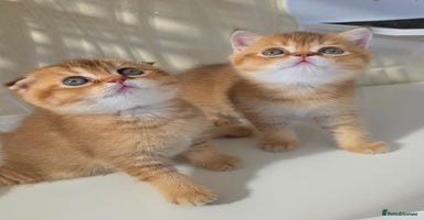 Scottish Fold cats - Advert 6