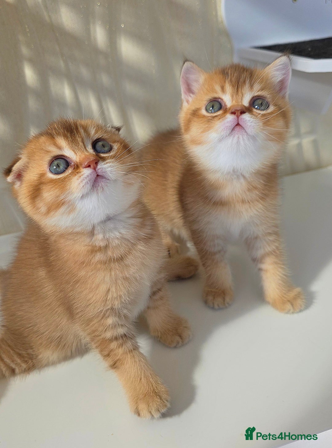 Scottish Fold cats for sale: EXCLUSIVE Golden-cinnamon Show quality. Best in UK - Image 1