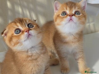 Scottish Fold cats - Advert 1