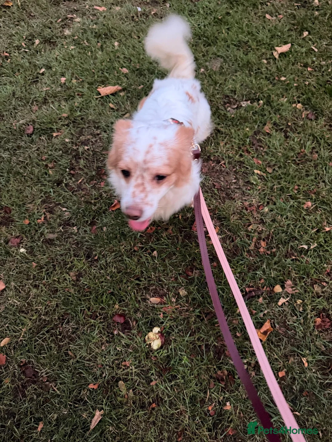 Kokoni dogs for adoption: 🤎 MEET HAZELNUT (FINDIK)! 🐾 - Advert 6