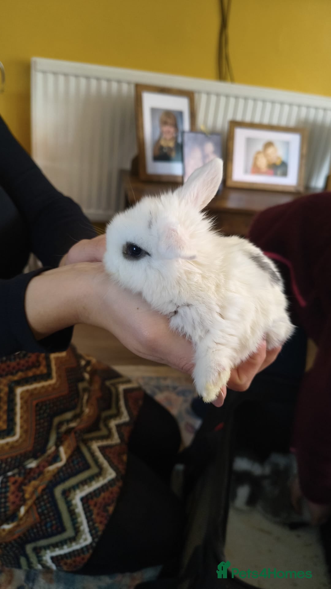 Mini Lop rabbits for sale: Mini lop babies  - Advert 3